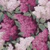 C&S_Botanical ~Botanica~_Lilac Grandiflora ~Syringa vulgaris~ 115-15045_RGB