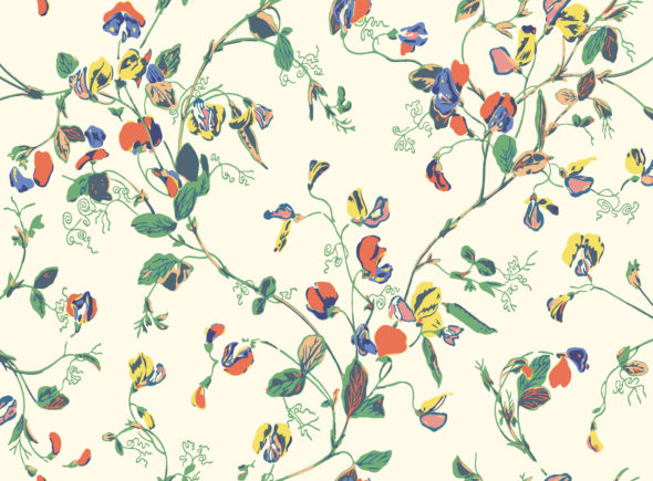 Sweet Pea 115-11032 wallpaper Botanical Cole & Son