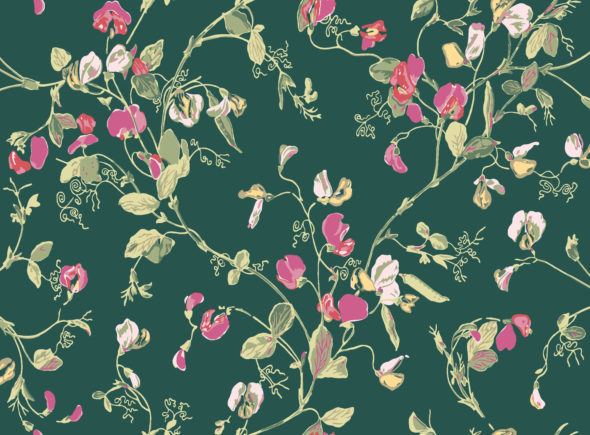 Sweet pea 115-11033 wallpaper Botanical Cole & Son